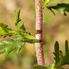 Deinandra fasciculata