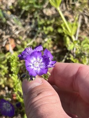 Phacelia patuliflora