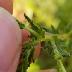 Deinandra fasciculata