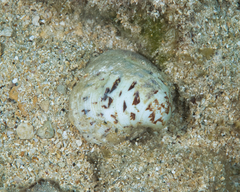 Lioconcha hieroglyphica