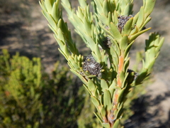 Leucadendron stellare