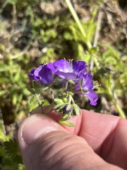 Phacelia patuliflora