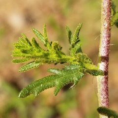 Deinandra fasciculata