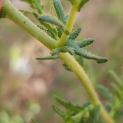 Deinandra fasciculata