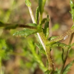 Deinandra fasciculata