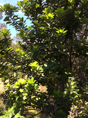 Ilex anomala