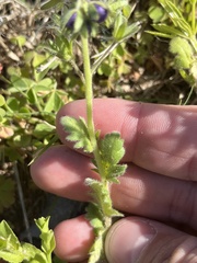 Phacelia patuliflora