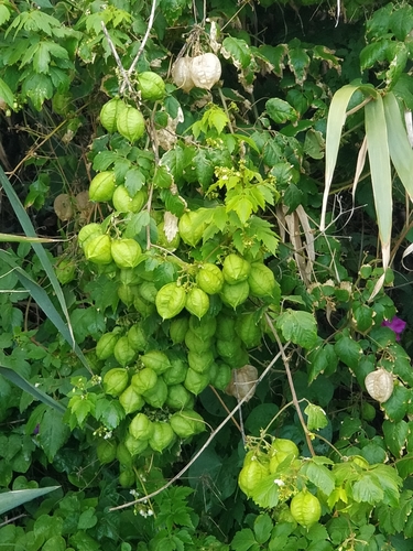Cardiospermum grandiflorum