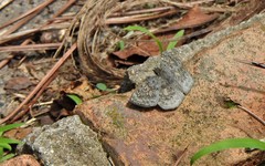 Xenophanes tryxus