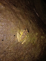 Sumaterana crassiovis