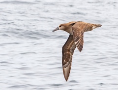Black-Footed Albatross photo 3