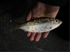 Herklotsichthys castelnaui