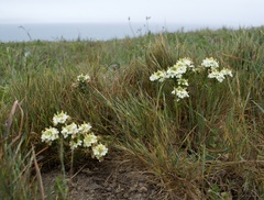Triphysaria floribunda