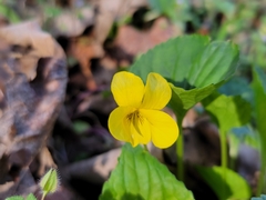 Viola eriocarpa