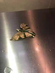 Eumorpha capronnieri