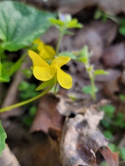 Viola eriocarpa