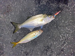 Trachurus novaezelandiae