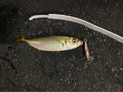 Trachurus novaezelandiae