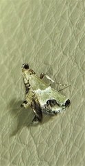 Arescoptera idiotypa