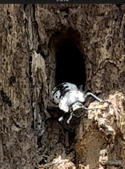 Zopheridae