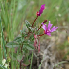 Clarkia concinna raichei