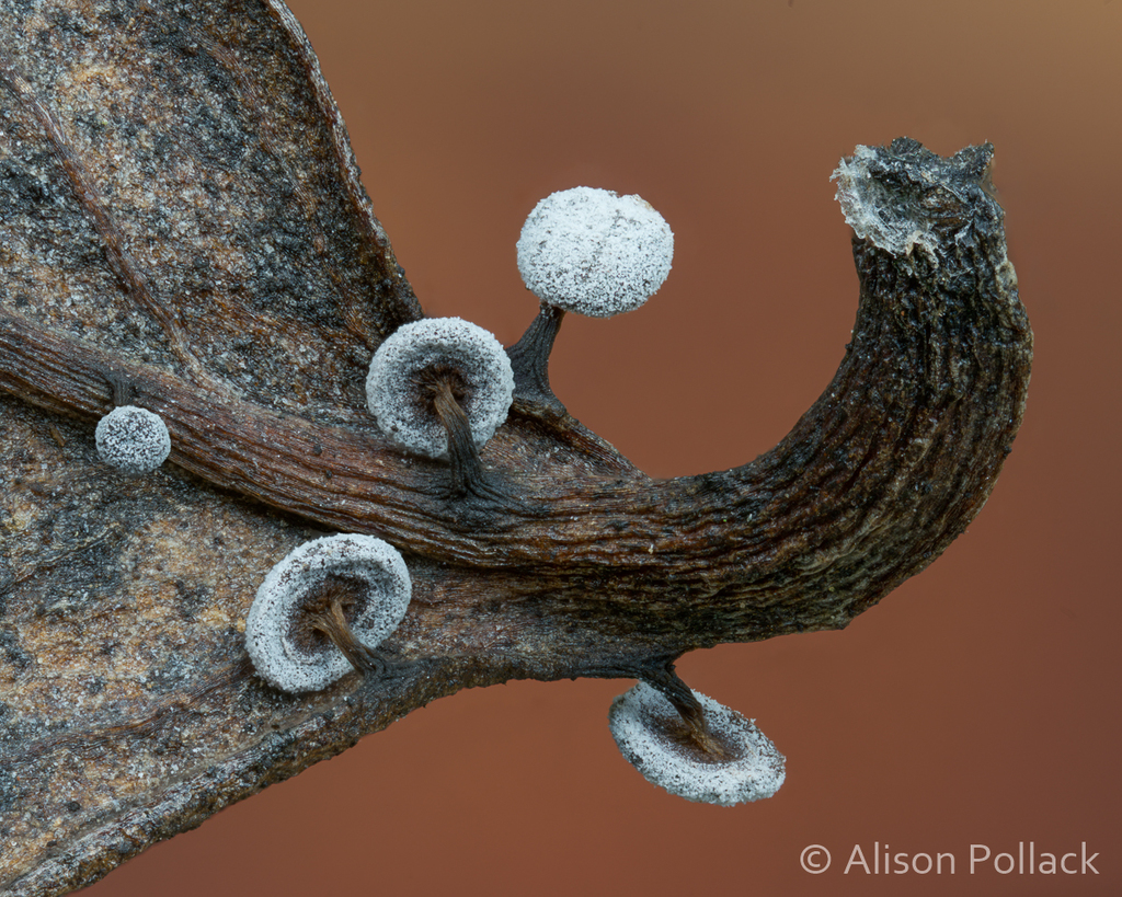 Didymium clavus