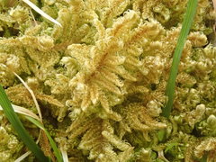 Ctenidium molluscum