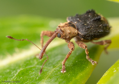 Neopsilorhinus collaris