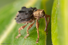 Neopsilorhinus collaris