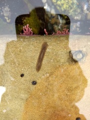 Leptoplanoidea