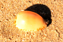 Notocypraea comptonii