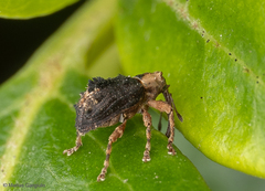 Neopsilorhinus collaris