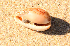 Notocypraea angustata