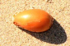 Notocypraea angustata
