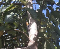 Agama picticauda image