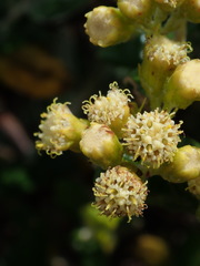 Monticalia andicola