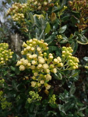 Monticalia andicola