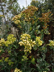 Monticalia andicola