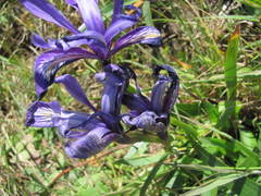 Iris douglasiana