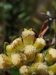 Monticalia andicola