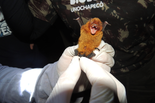 Red Myotis