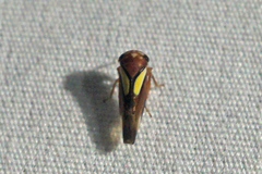 Balcanocerus provancheri