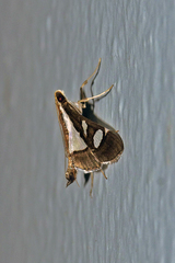 Glyphodes pyloalis