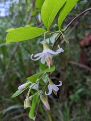 Styrax matsumuraei