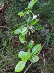 Styrax matsumuraei
