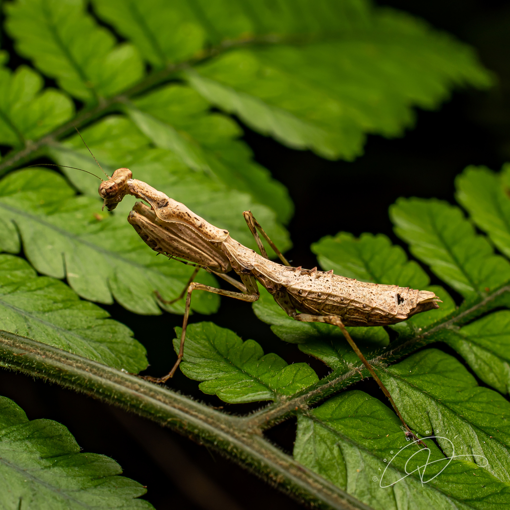 Chloromiopteryx mirim