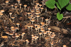 Fungi