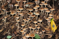 Fungi