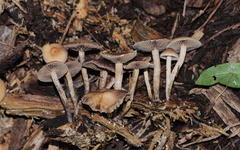 Fungi