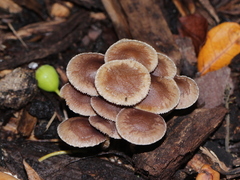 Fungi
